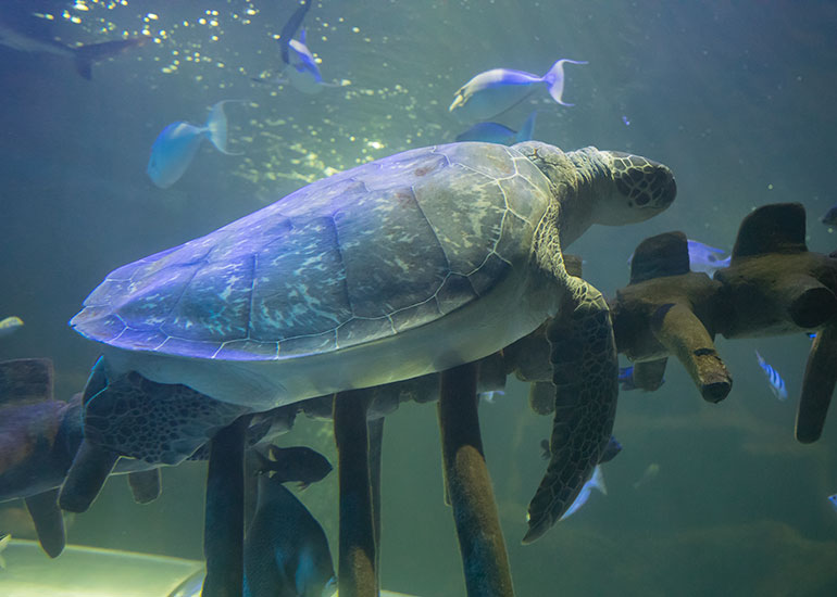 Ernie - The Green Sea Turtle