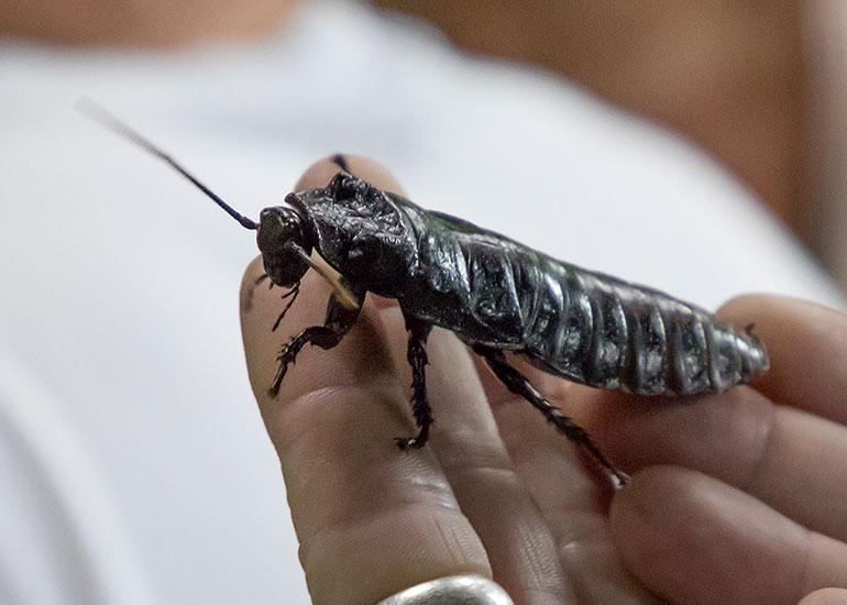 Madagascar Hissing Cockroach