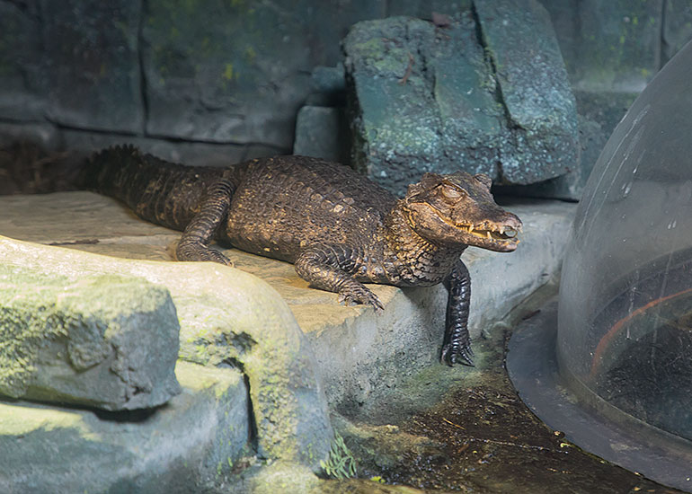 Cuviers Dwarf Crocodile