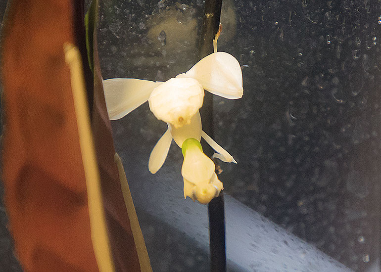 Orchid Mantis 