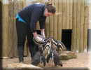 Jo feeding the penguins their favourite afternoon meal of sand eels