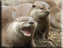 Otters