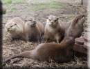 Otters