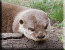 Otters