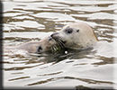 Resident Common Seals