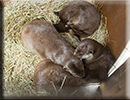 Otters in their holt