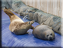 Resident Common Seals