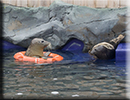 Seals