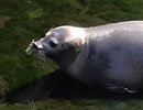 Scottish Sea Life Sanctuary