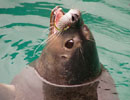 Scottish Sea Life Sanctuary