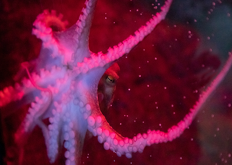 Octopus