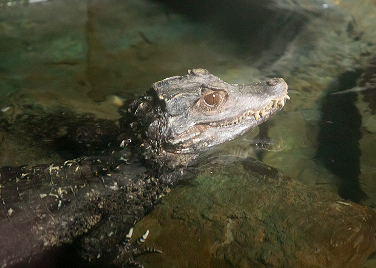 Cuviers dwarf crocodile