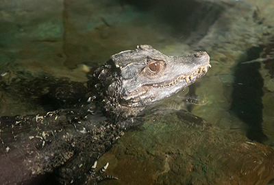 Cuviers dwarf crocodile
