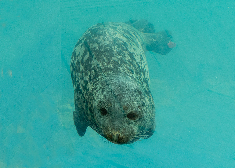 Rescued Grey Seal Pup, Salem