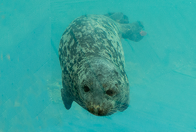 Rescued Grey Seal Pup, Salem