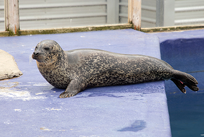 Lora, Resident Common Seal