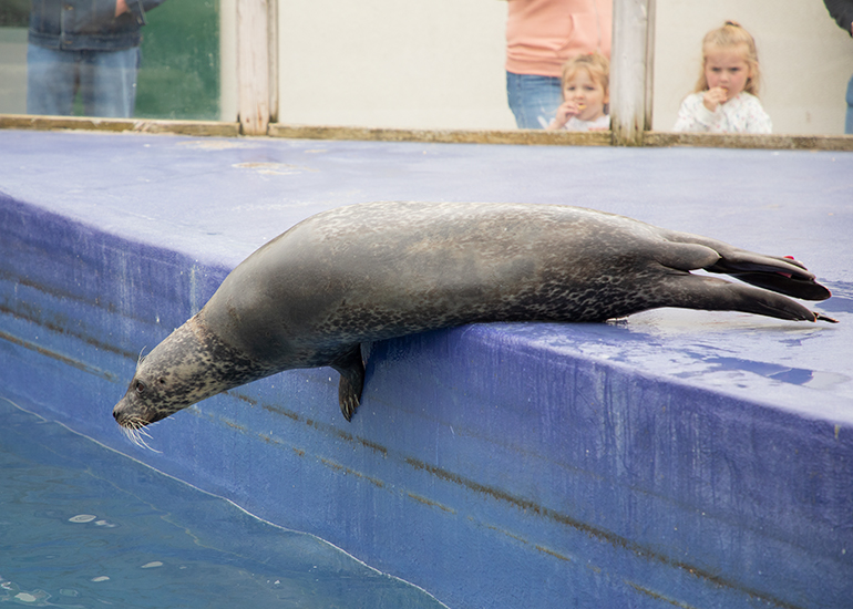 Lora, Resident Common Seal