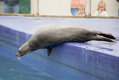 Lora, Resident Common Seal