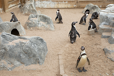 Humboldt Penguins