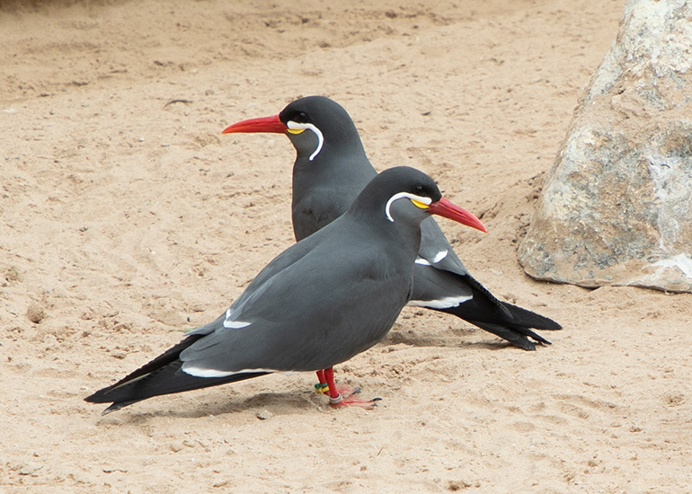 Inca Terns