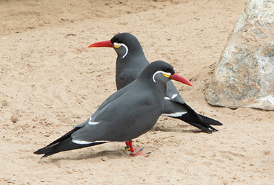 Inca Terns