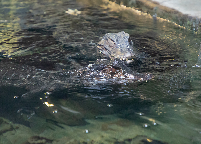 Cuviers dwarf crocodiles