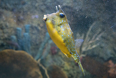 Long Horned Cow Fish