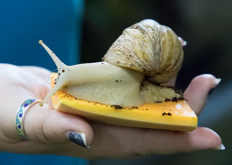 African Land Snail