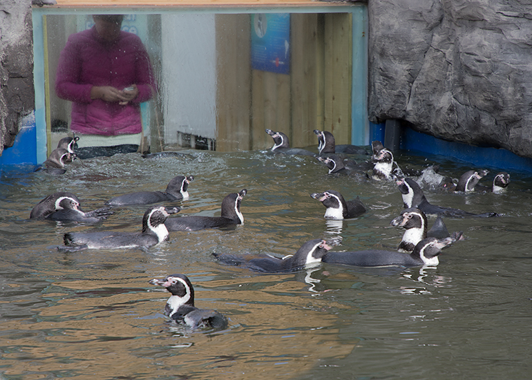 Penguin Beach