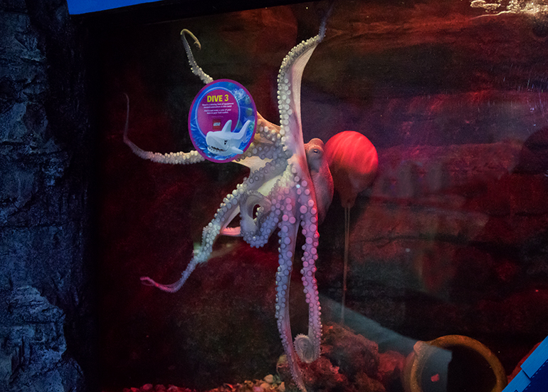 octopus