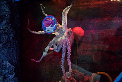 Octopus