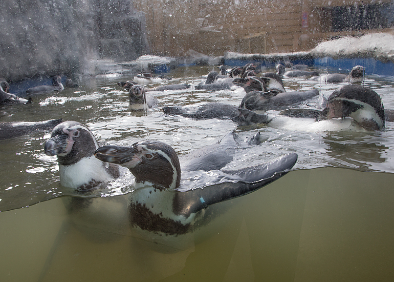 Penguin Beach