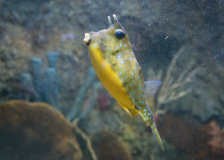 Long Horned Cow Fish