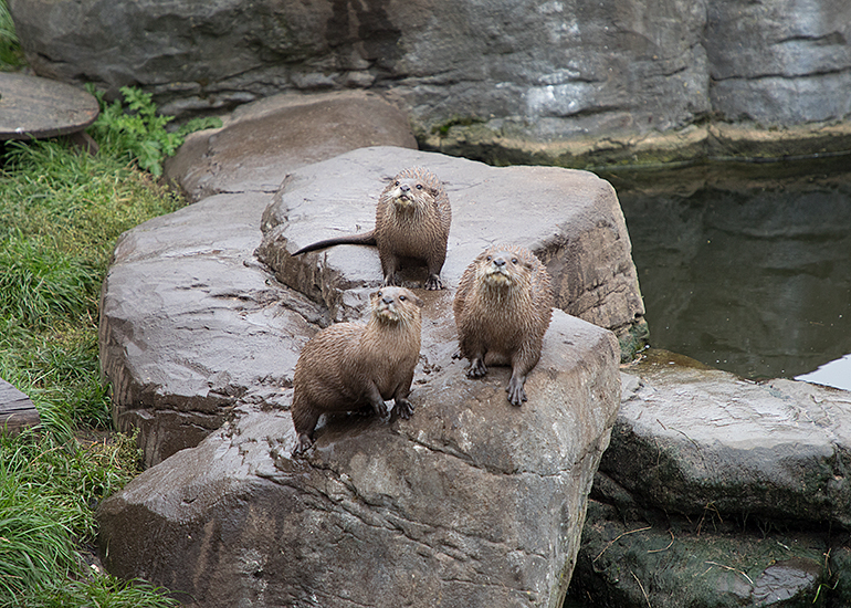 Asian Short-Clawed Otters - Summer, Smarti and Twix