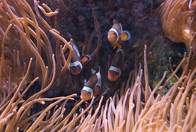 Clown fish