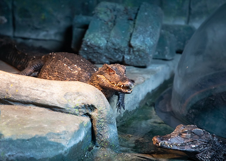 Cuviers dwarf crocodiles