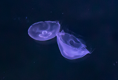 Moon Jelly Fish