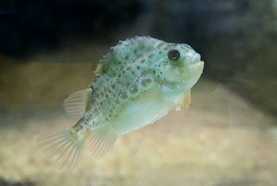 Lumpsucker