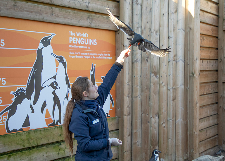 Jemma feeding one of the Inca Terns