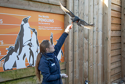 Jemma feeding one of the Inca Terns