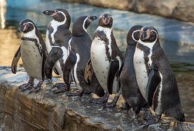 Humboldt Penguins