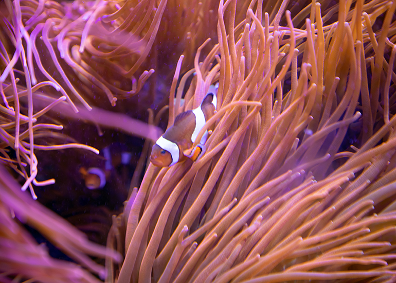Clown fish