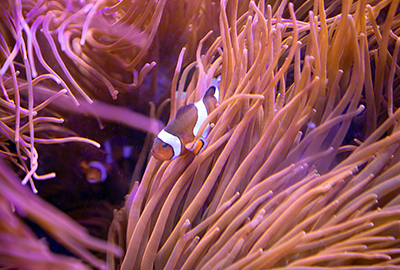 Clown Fish