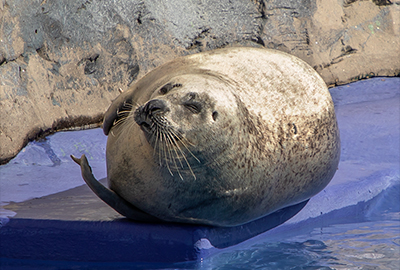 Sally, Common Seal