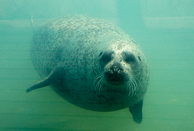 Resident Common Seal