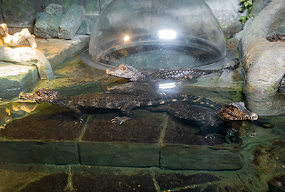 Jabuti, Wanadi and Kacheri - Cuvier´s dwarf crocodiles