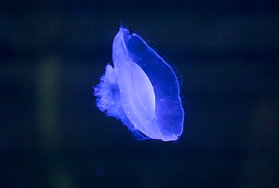 Moon Jellyfish