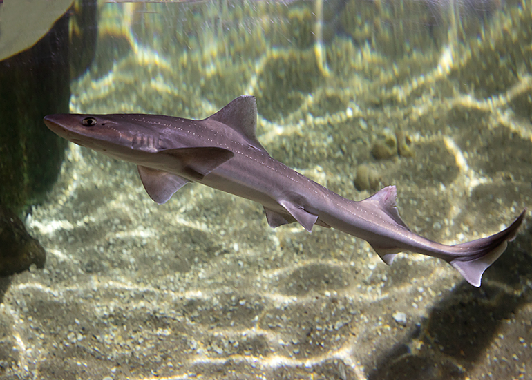 River Stingray