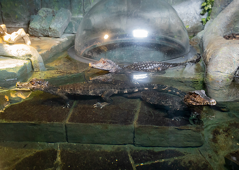 Cuvier's dwarf crocodiles
