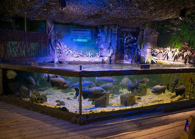 Pacu tank